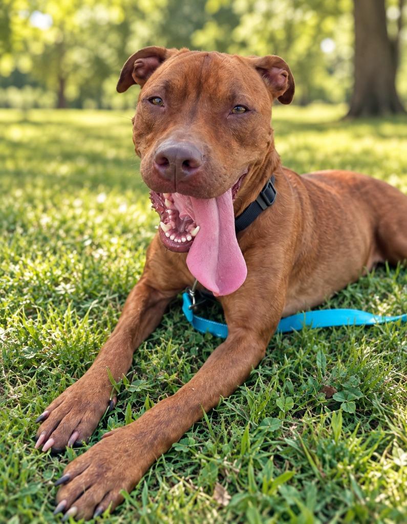 Enlarge Dolly Pawton, a Adoptable mixed breed in East Ridge, TN image 1/4