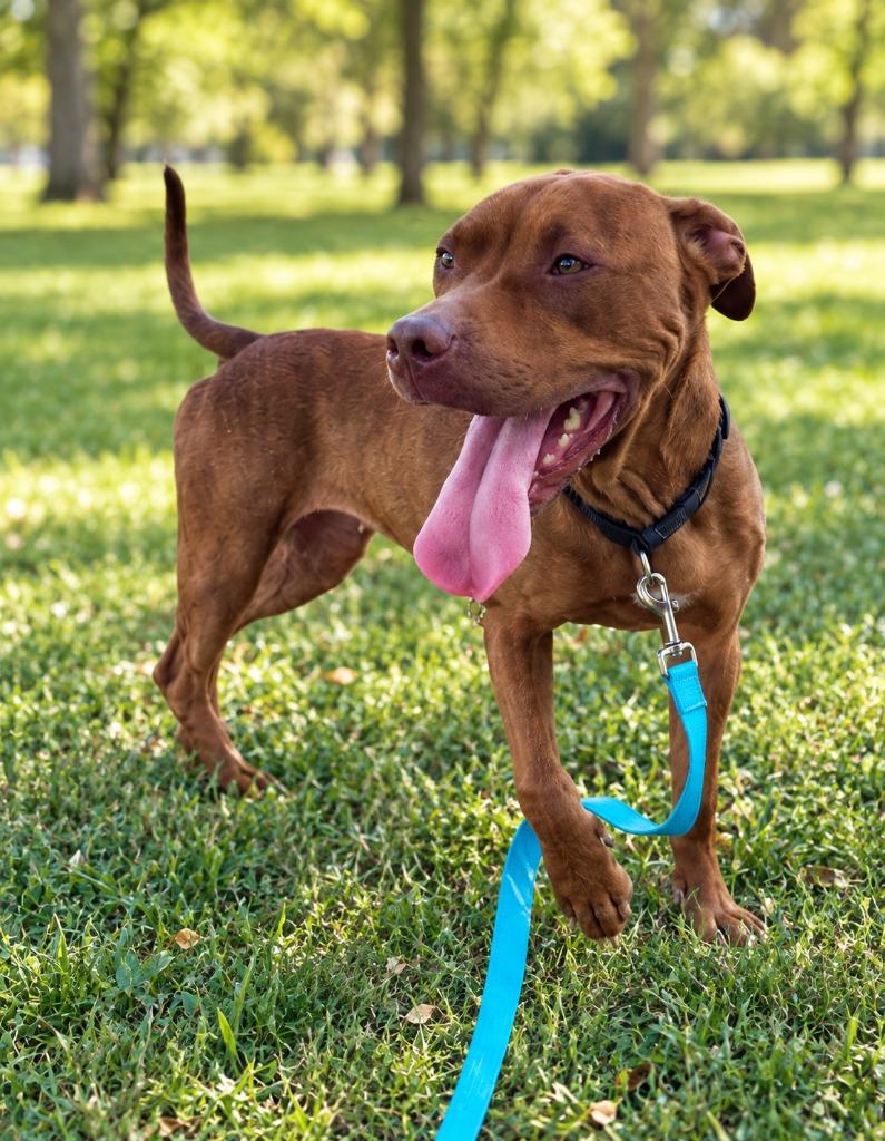 Enlarge Dolly Pawton, a Adoptable mixed breed in East Ridge, TN image 3/4