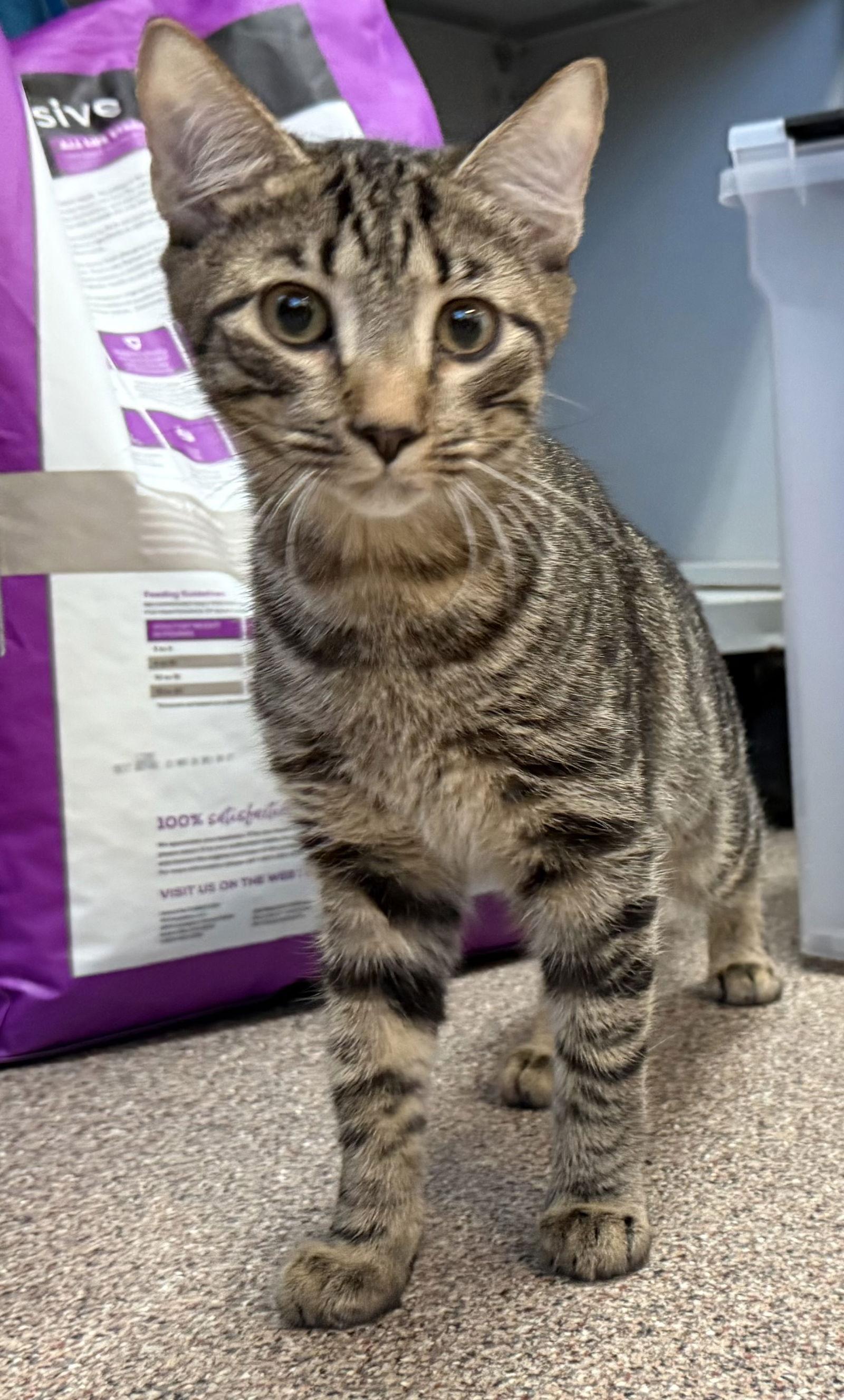 Gnocchi, Adoptable, Kitten Male Domestic Short Hair.