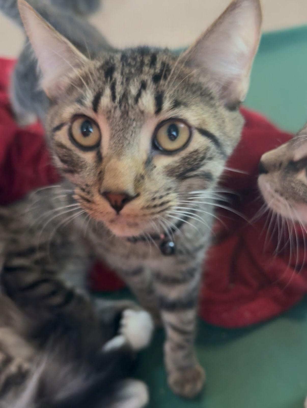 Enlarge Gnocchi, a Adoptable Domestic Short Hair in Sanford, FL image 2/3