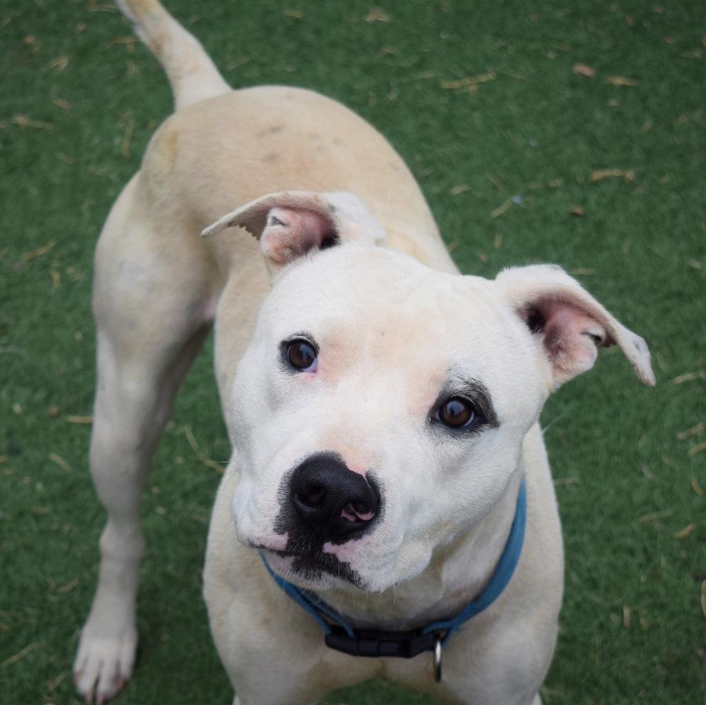 Jax, Adoptable, Adult Male Pit Bull Terrier.