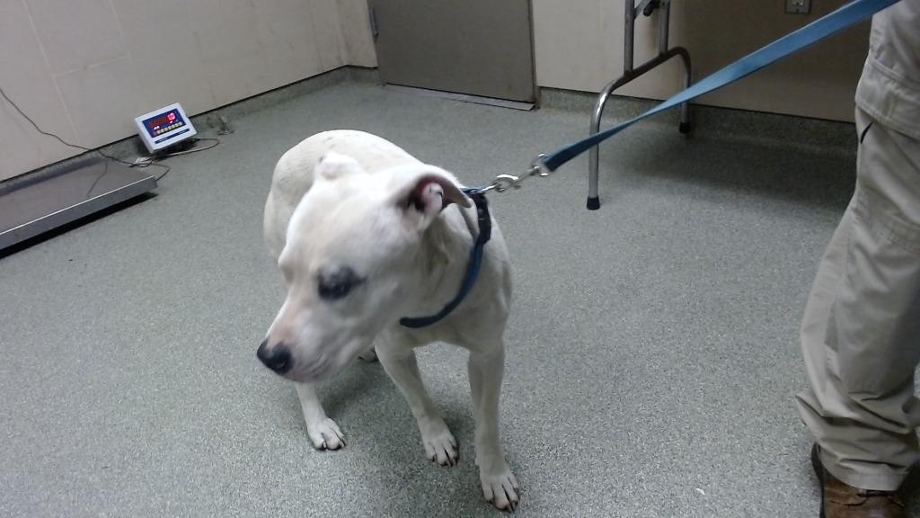 Enlarge Jax, a Adoptable Pit Bull Terrier in Lubbock, TX image 2/2