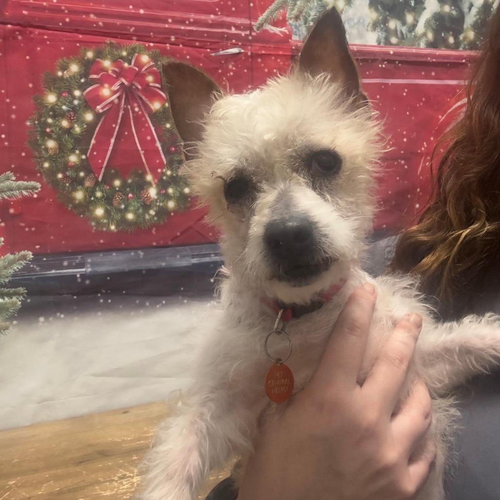 Enlarge Jackie, a Adoptable mixed breed in Normal, IL image 1/6