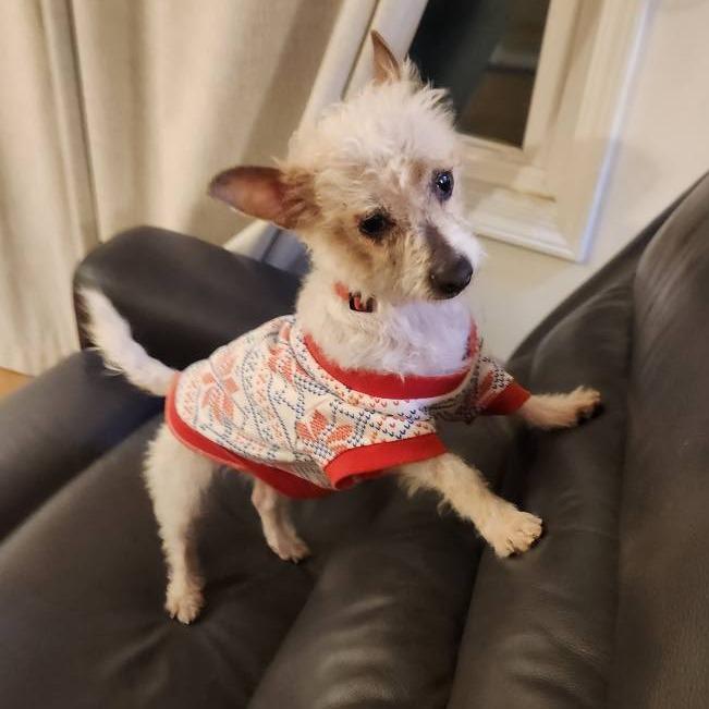 Enlarge Jackie, a Adoptable mixed breed in Normal, IL image 3/6