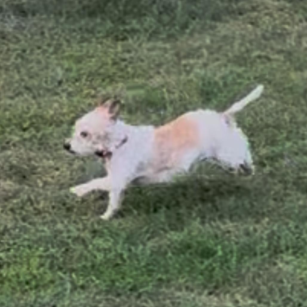 Enlarge Jackie, a Adoptable mixed breed in Normal, IL image 4/6