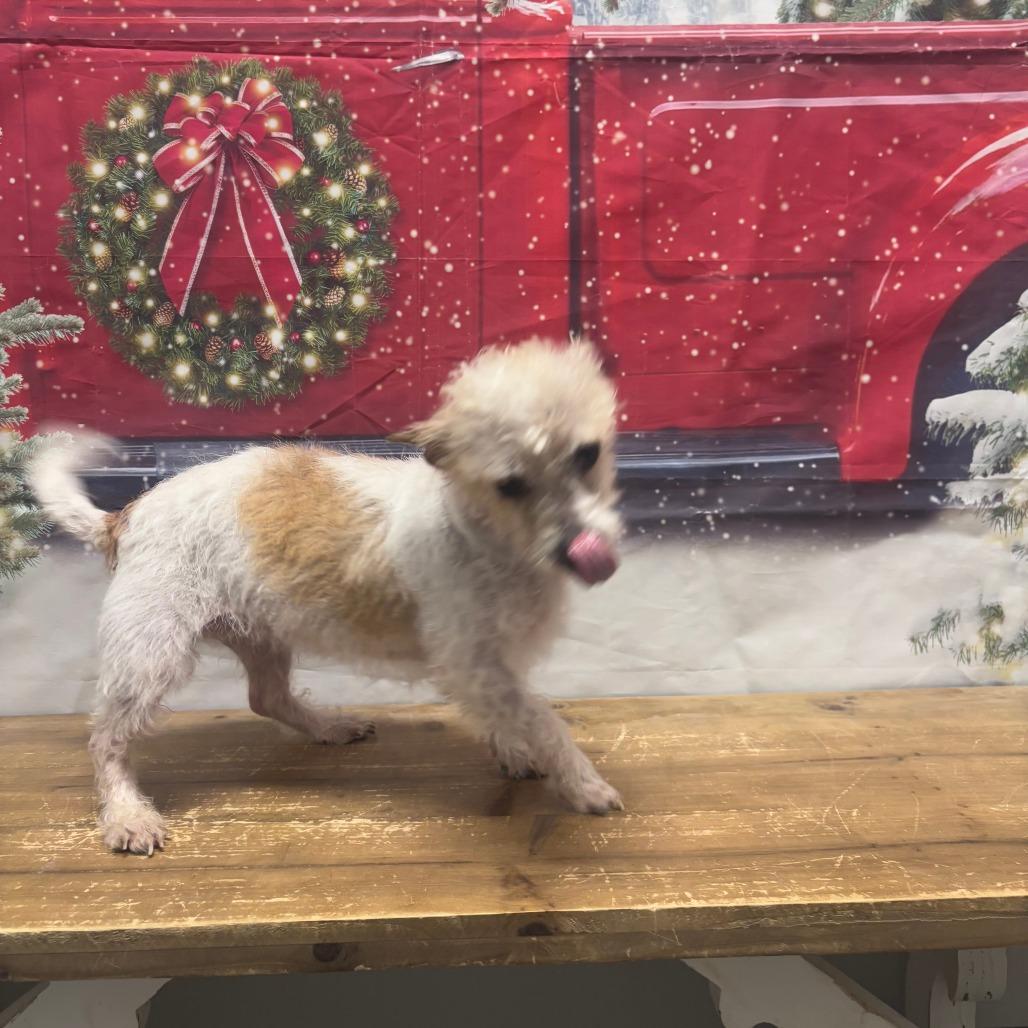 Enlarge Jackie, a Adoptable mixed breed in Normal, IL image 5/6