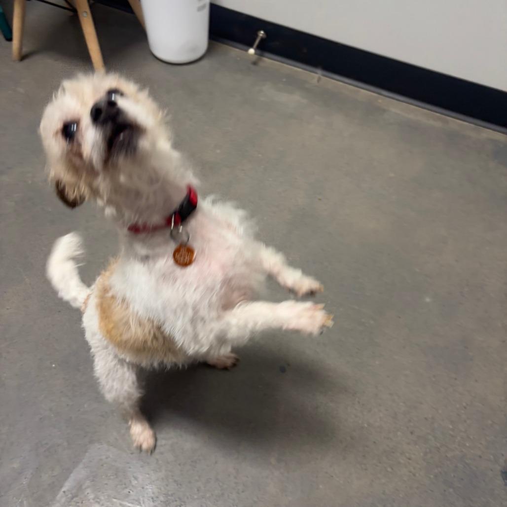 Enlarge Jackie, a Adoptable mixed breed in Normal, IL image 6/6