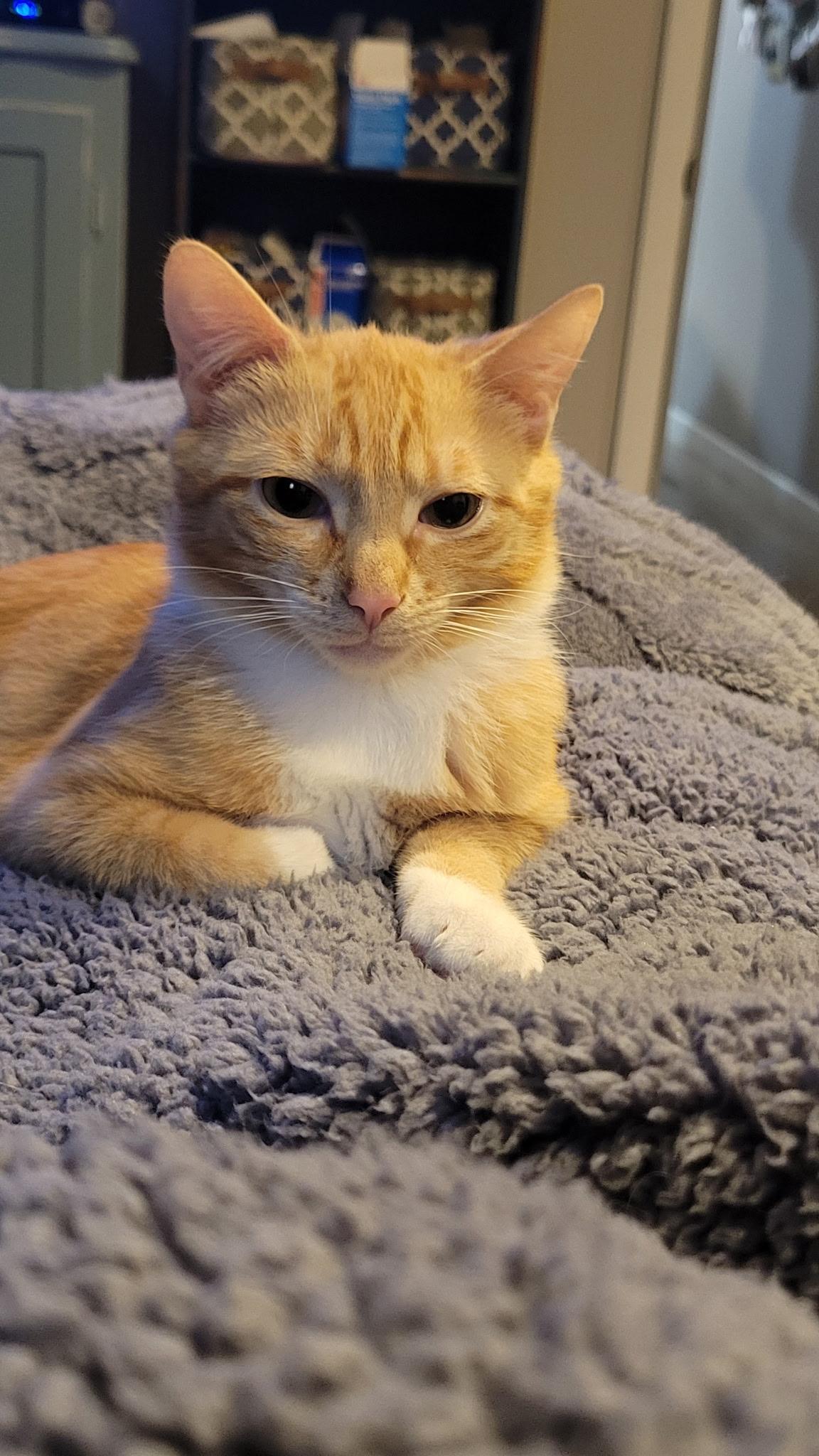 Wilson , a ADOPTABLE mixed breed in Succasunna, NJ image 1/5