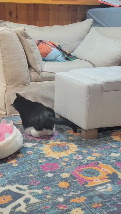 Enlarge Wilson , a ADOPTABLE mixed breed in Succasunna, NJ video 3/5