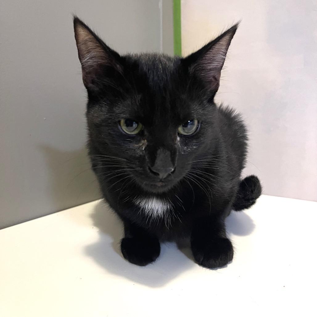 Enlarge Goth Primer, a Adoptable Domestic Short Hair in Fredericksburg, VA image 1/1
