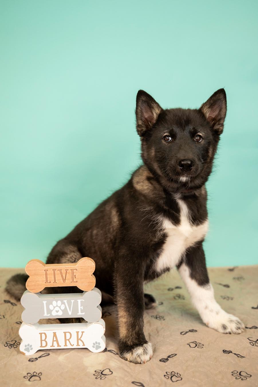 Enlarge 236-26, a ADOPTABLE mixed breed in Brighton, CO image 1/1