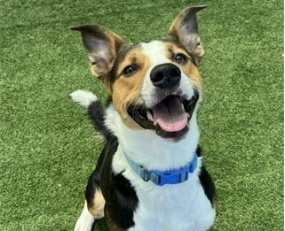 HARRIS, Adoptable, Young Male Hound.