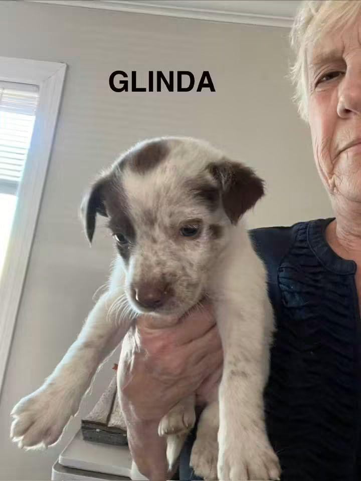 Enlarge Glinda, a Adoptable mixed breed in Panama City, FL image 1/1