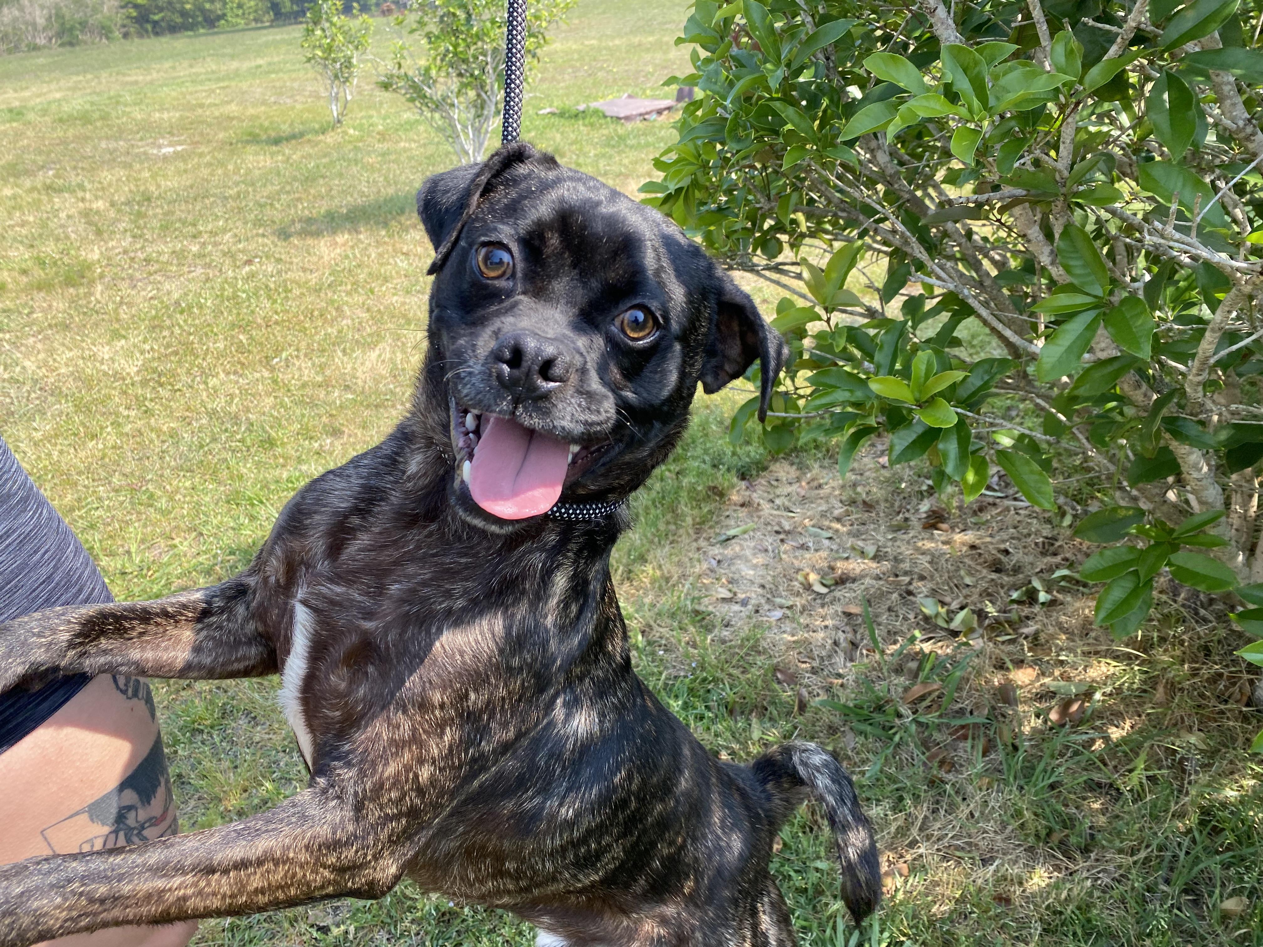 Enlarge Doc, a Adoptable mixed breed in Winnabow, NC image 2/3