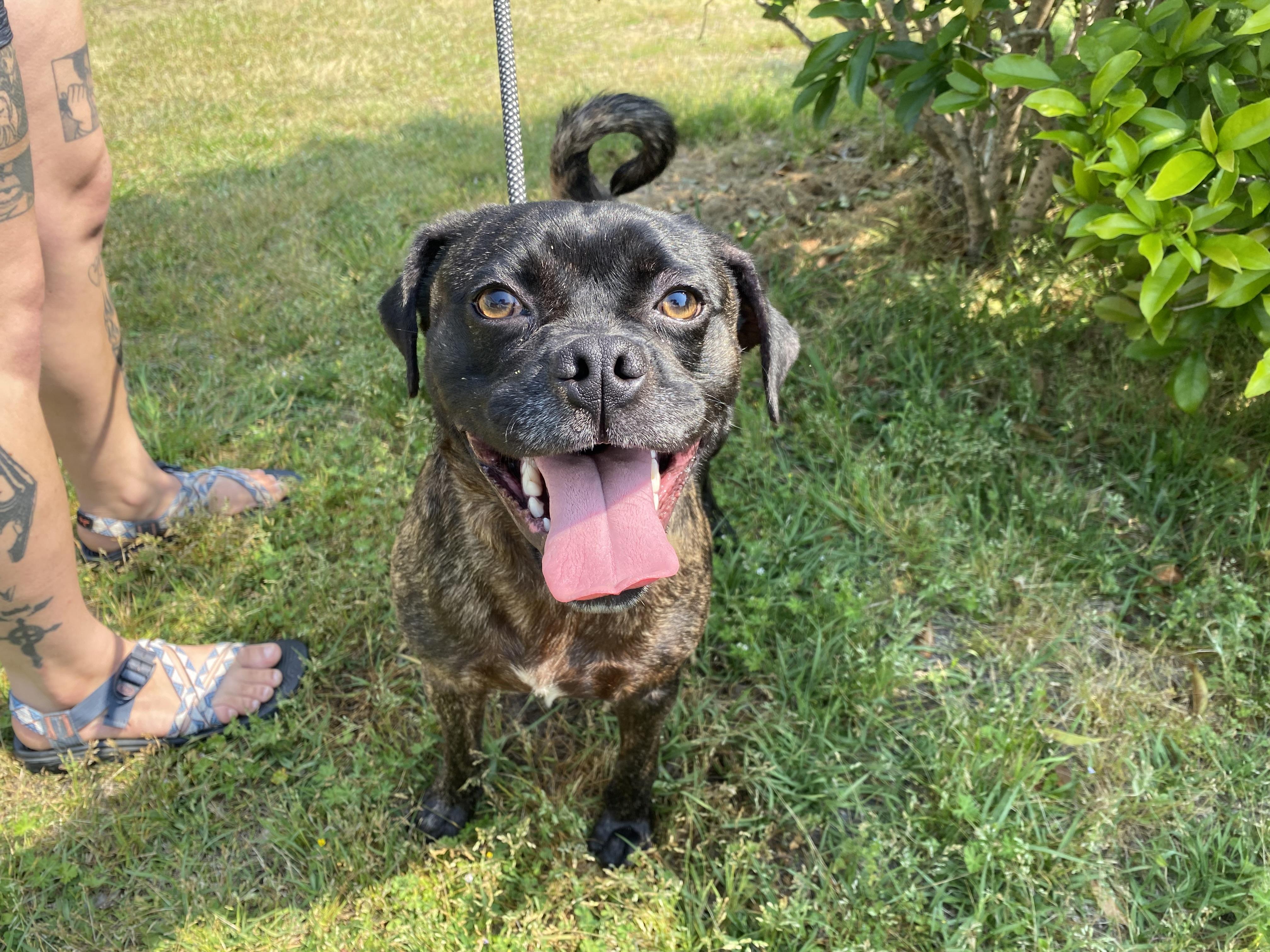 Enlarge Doc, a Adoptable mixed breed in Winnabow, NC image 3/3