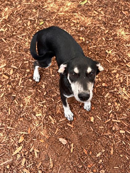 Alaska, Adoptable, Puppy Female Mixed Breed & Mixed Breed.