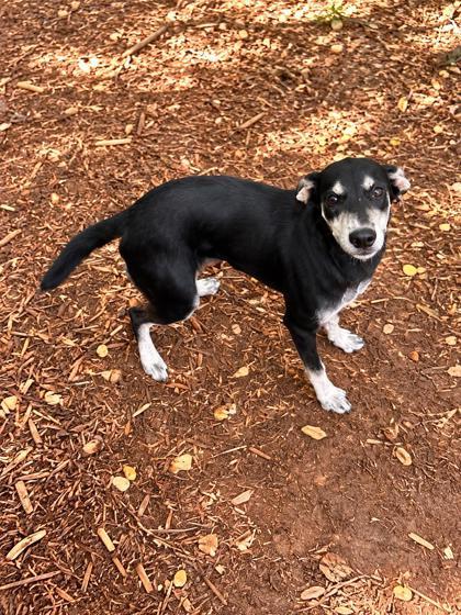 Enlarge Alaska, a Adoptable mixed breed in Cumming, GA image 2/3