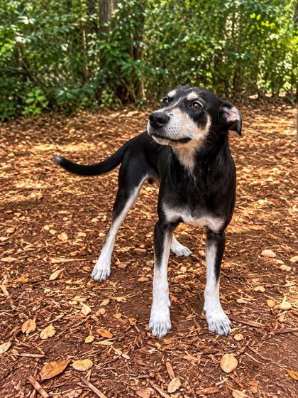 Enlarge Alaska, a Adoptable mixed breed in Cumming, GA image 3/3