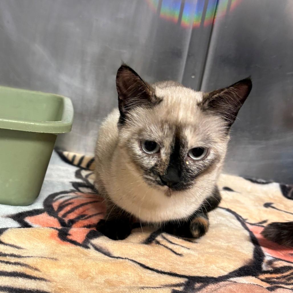 Mona, Adoptable, Kitten Female Domestic Short Hair & Siamese.
