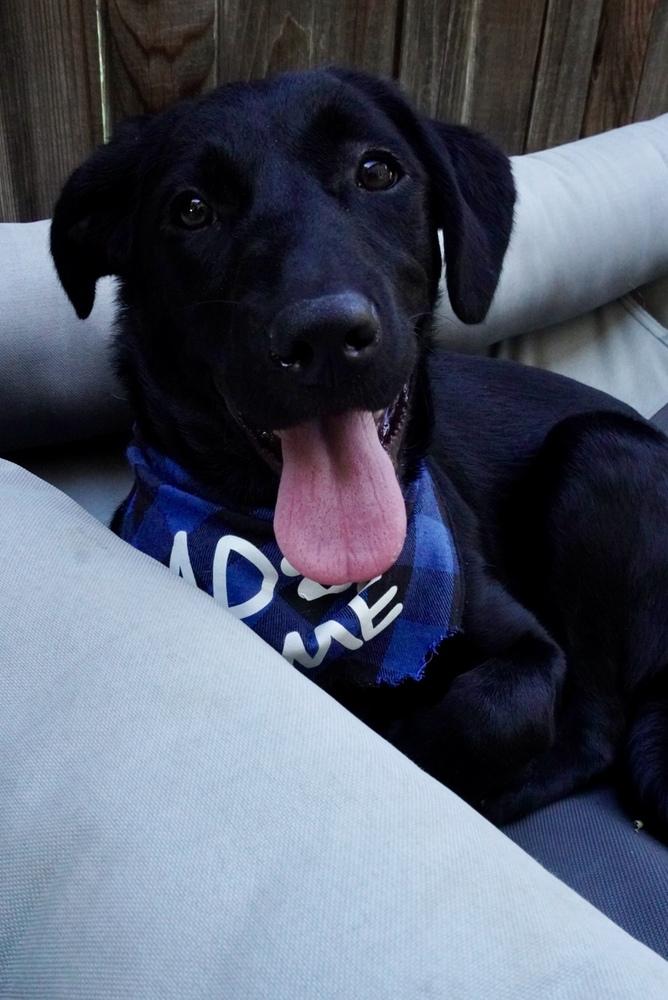 Dallyer / Lilo, Adoptable, Puppy Female Labrador Retriever & Mixed Breed.
