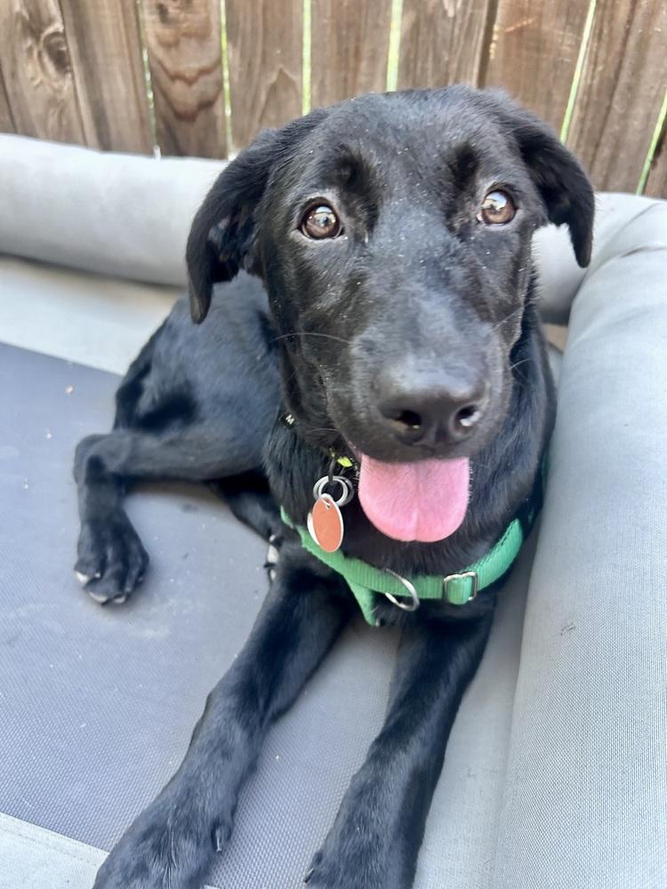 Enlarge Dallyer / Lilo, a Adoptable mixed breed in Broomfield, CO image 2/6