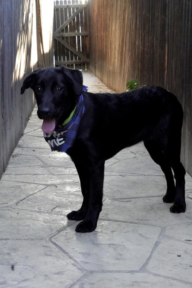 Enlarge Dallyer / Lilo, a Adoptable mixed breed in Broomfield, CO image 4/6