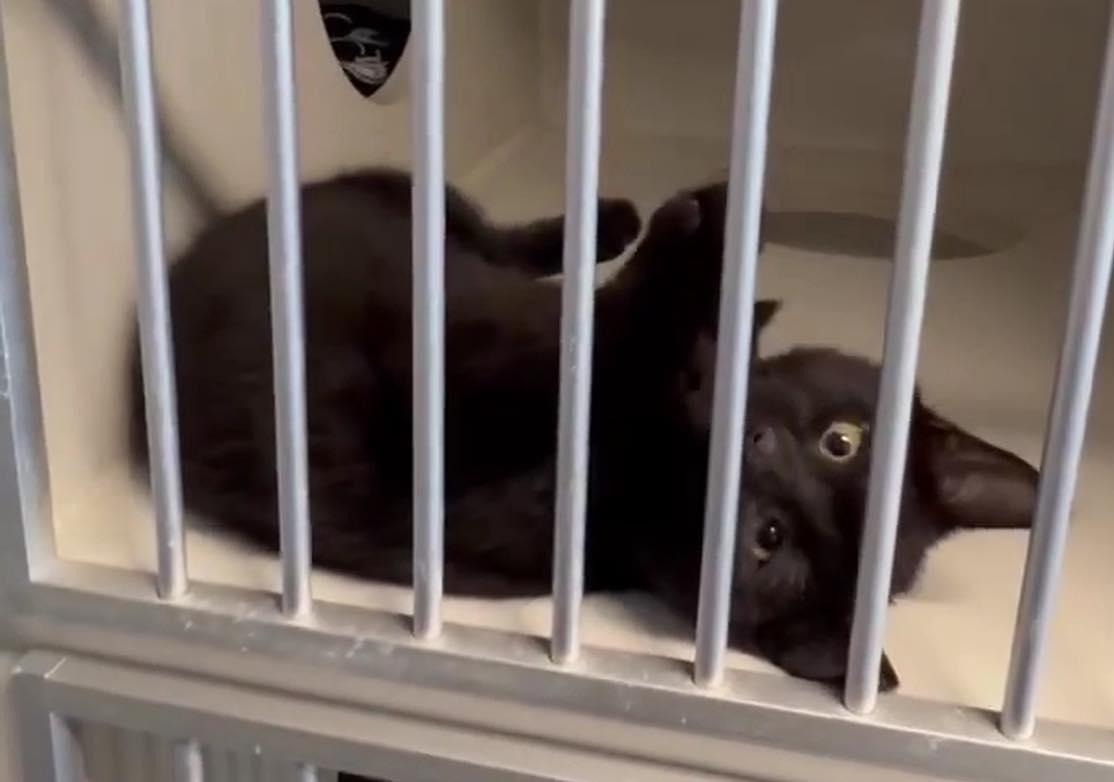 Enlarge Bean, a Adoptable Domestic Short Hair in Arthurette, NB image 2/2