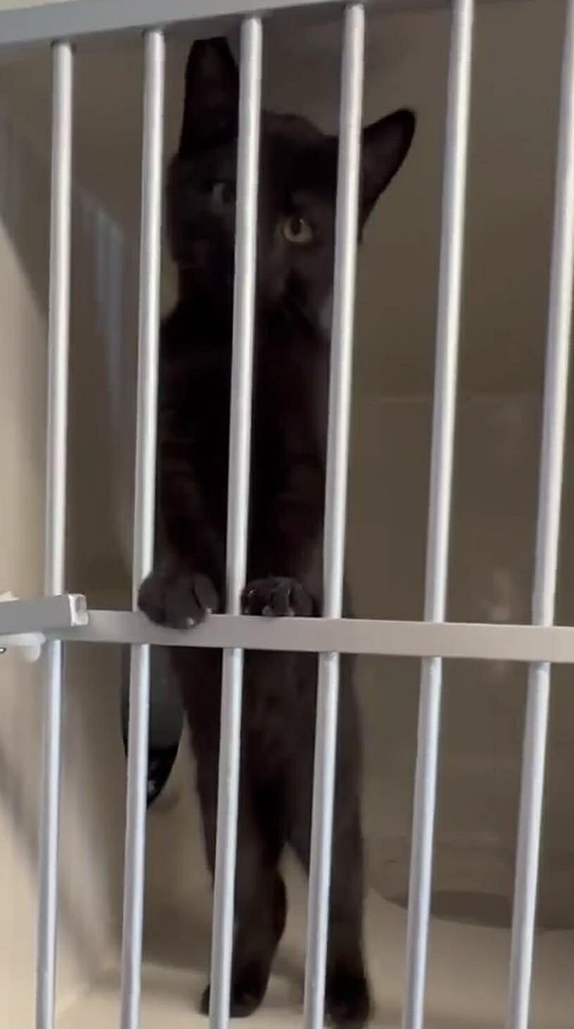 Bean, Adoptable, Young Male Domestic Short Hair.