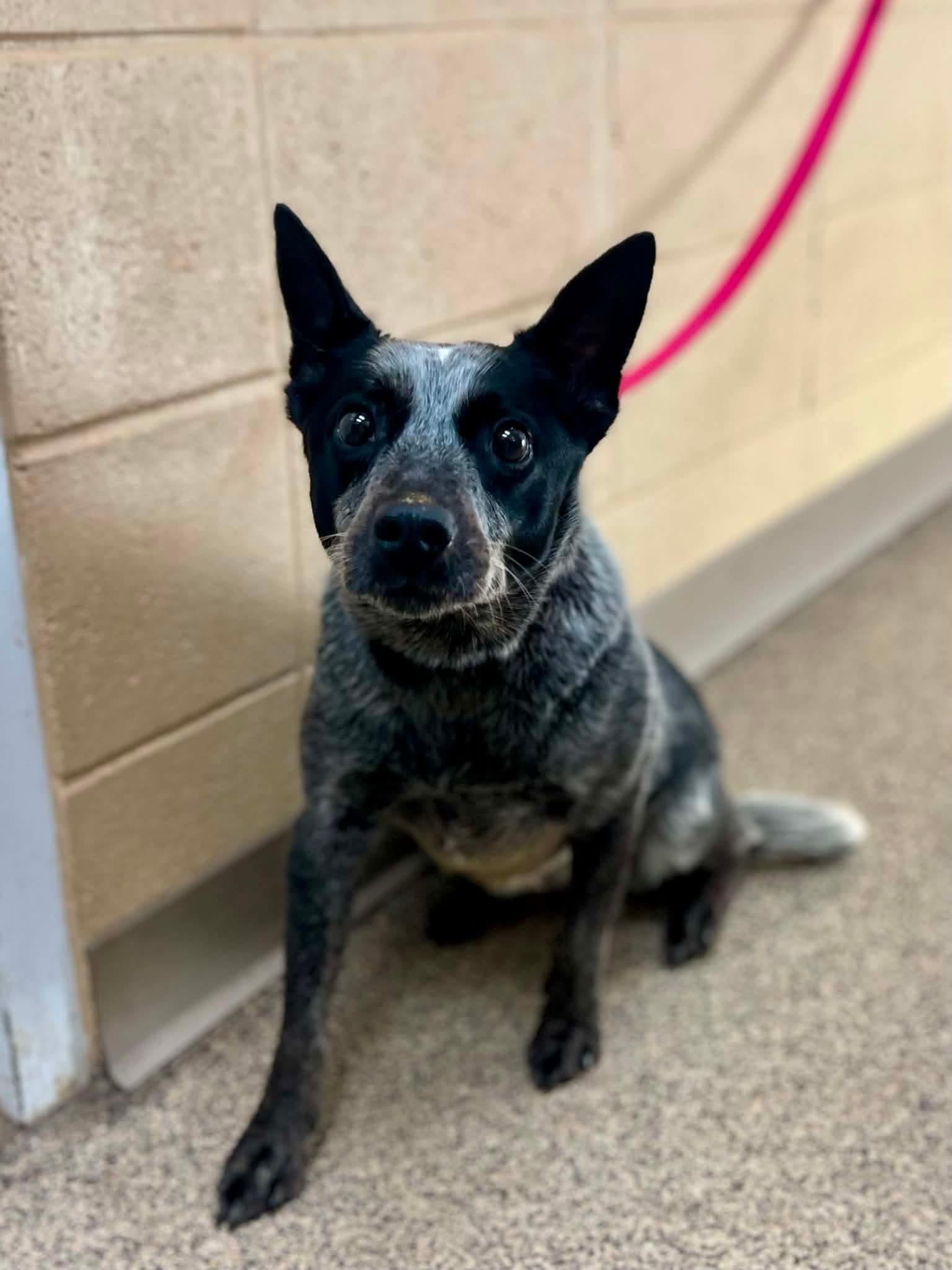 Enlarge Roxy, an adopted Australian Cattle Dog / Blue Heeler in Fort Payne, AL image 1/1