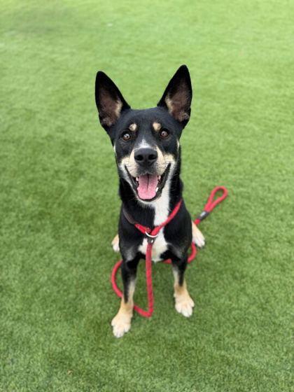 Enlarge Nacho - 1, a Adoptable mixed breed in Daytona Beach, FL image 1/2