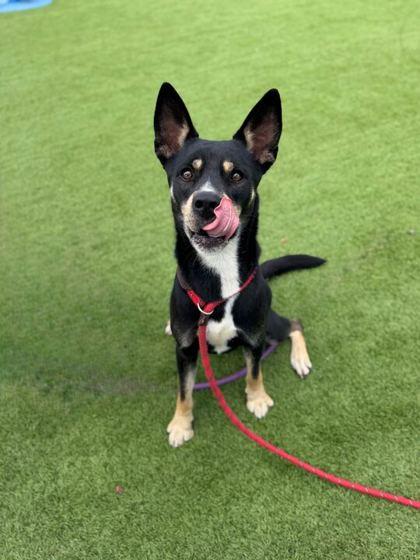 Enlarge Nacho - 1, a Adoptable mixed breed in Daytona Beach, FL image 2/2