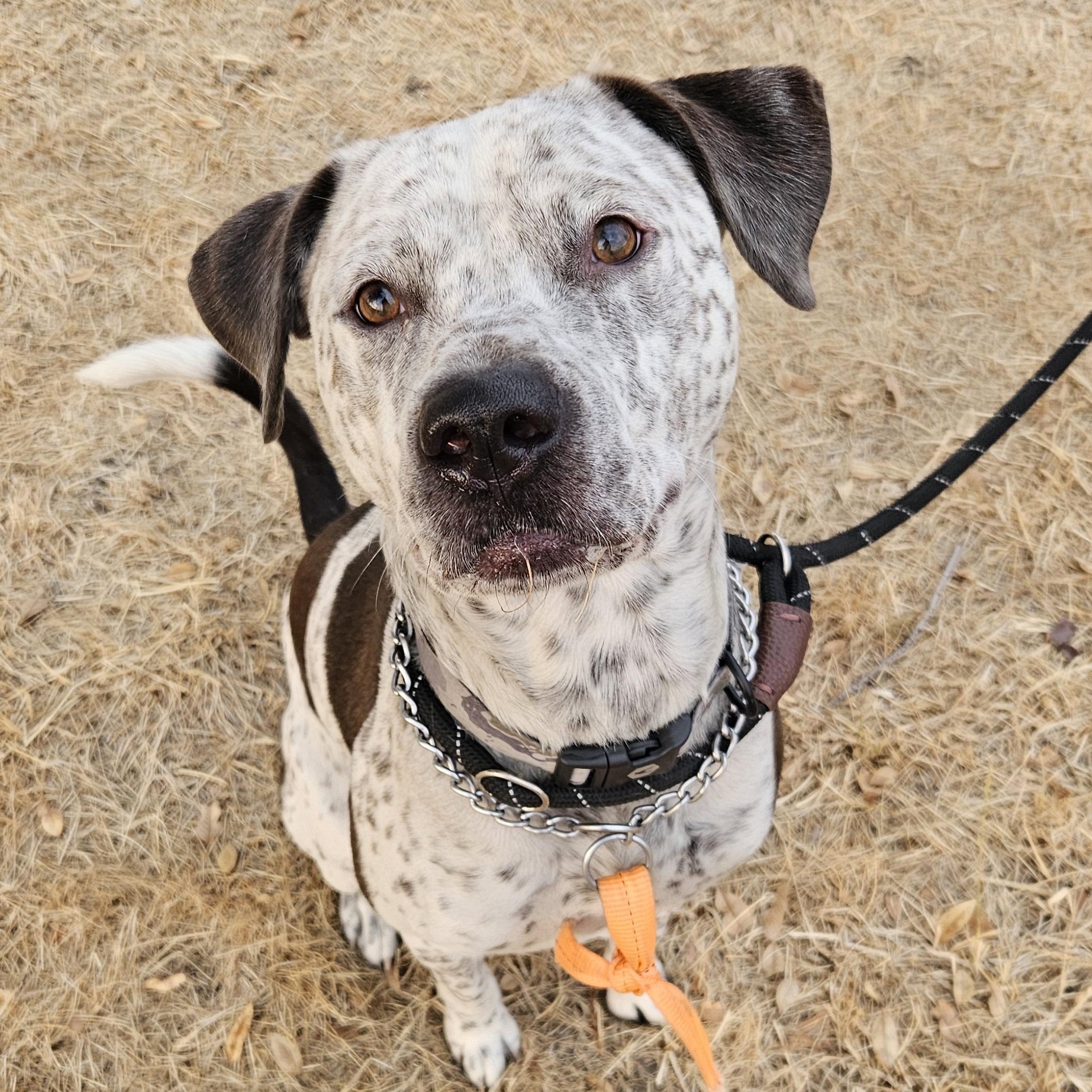 Clyde, Adoptable, Adult Male Pit Bull Terrier.