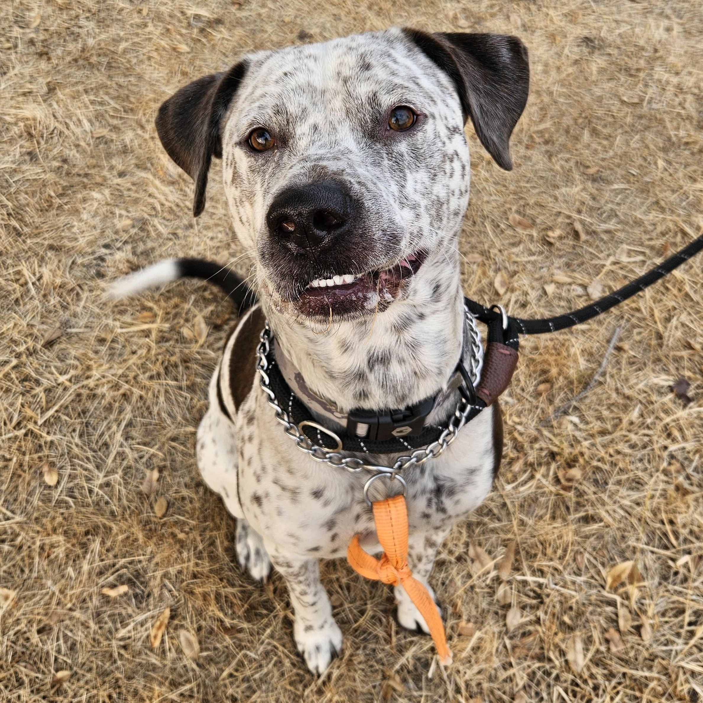 Clyde, a Adoptable mixed breed image 2/5