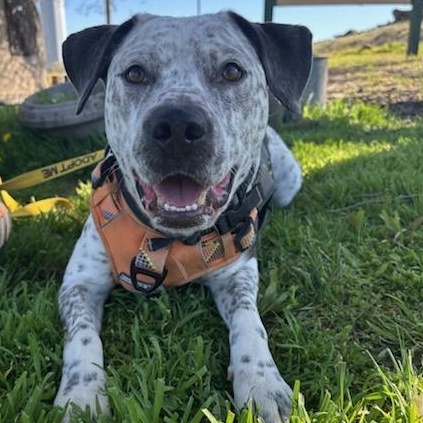 Clyde, Adoptable, Adult Male Pit Bull Terrier.