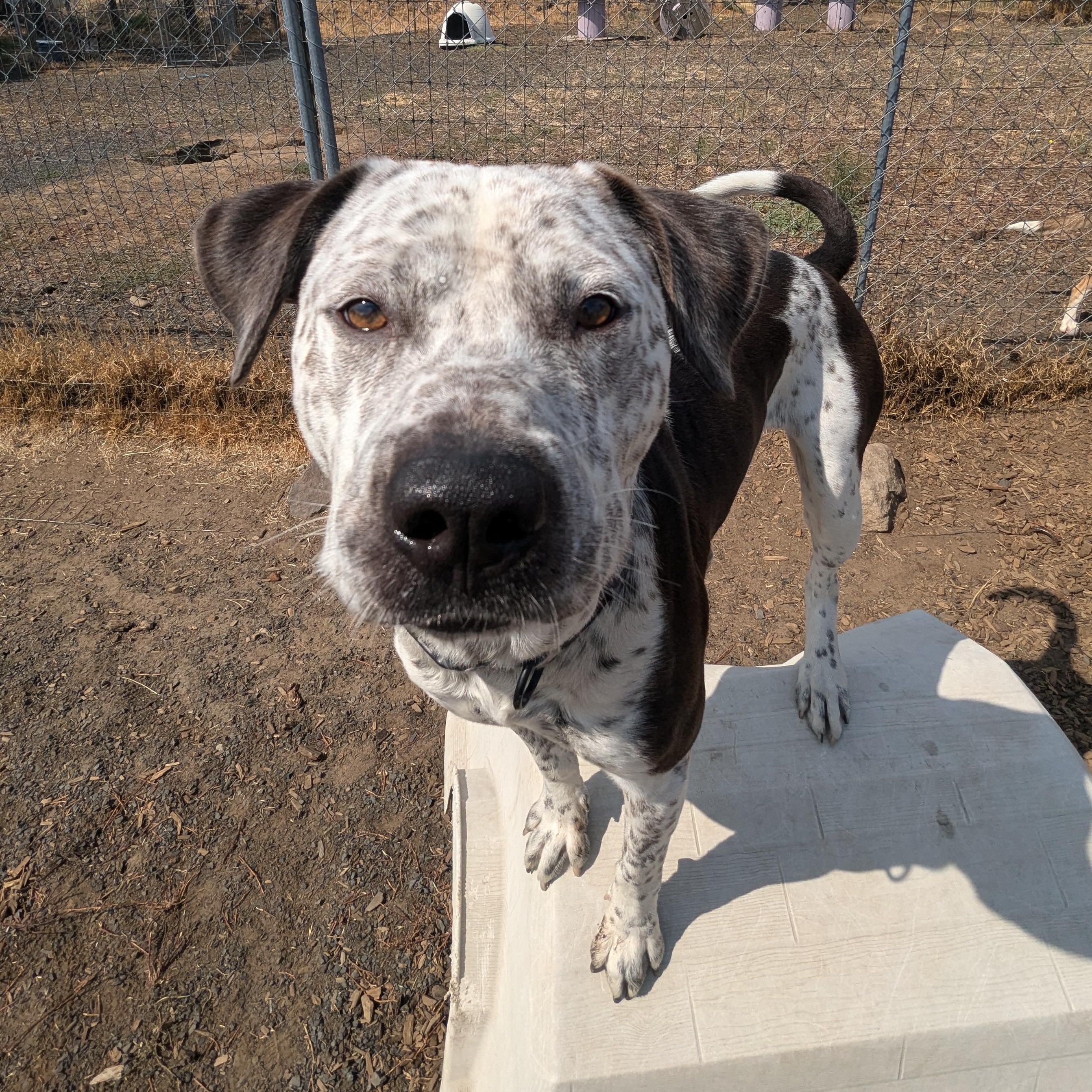 Clyde, a Adoptable mixed breed image 3/5