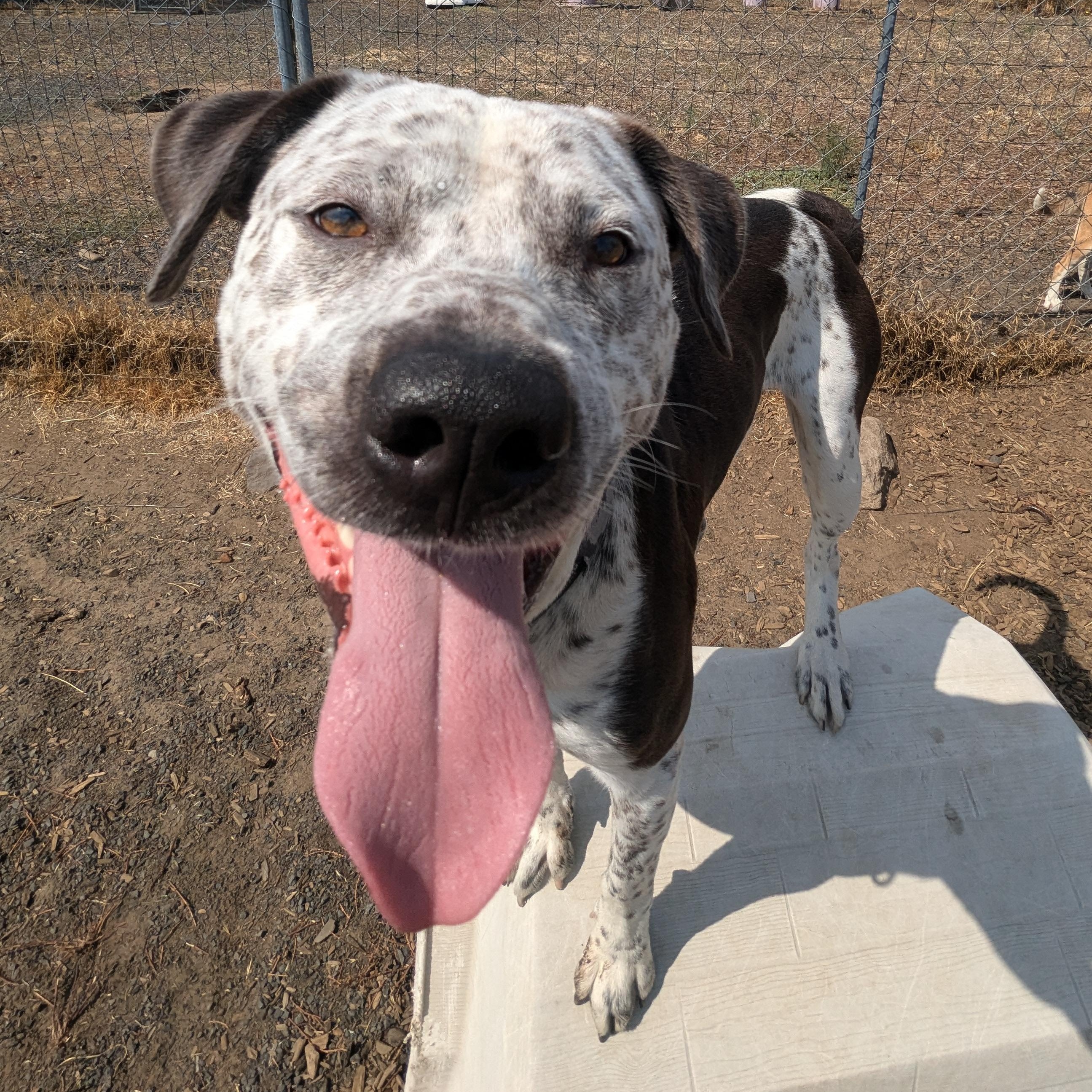 Clyde, a Adoptable mixed breed image 4/5