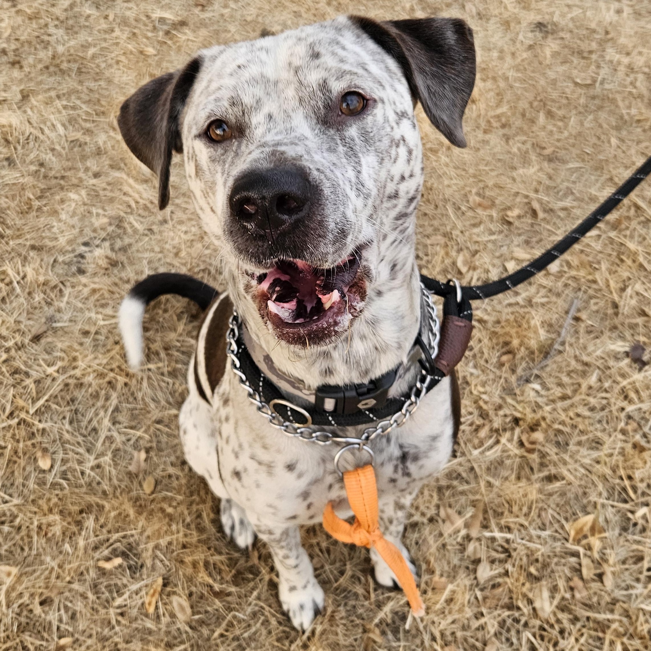 Clyde, a Adoptable mixed breed image 5/5