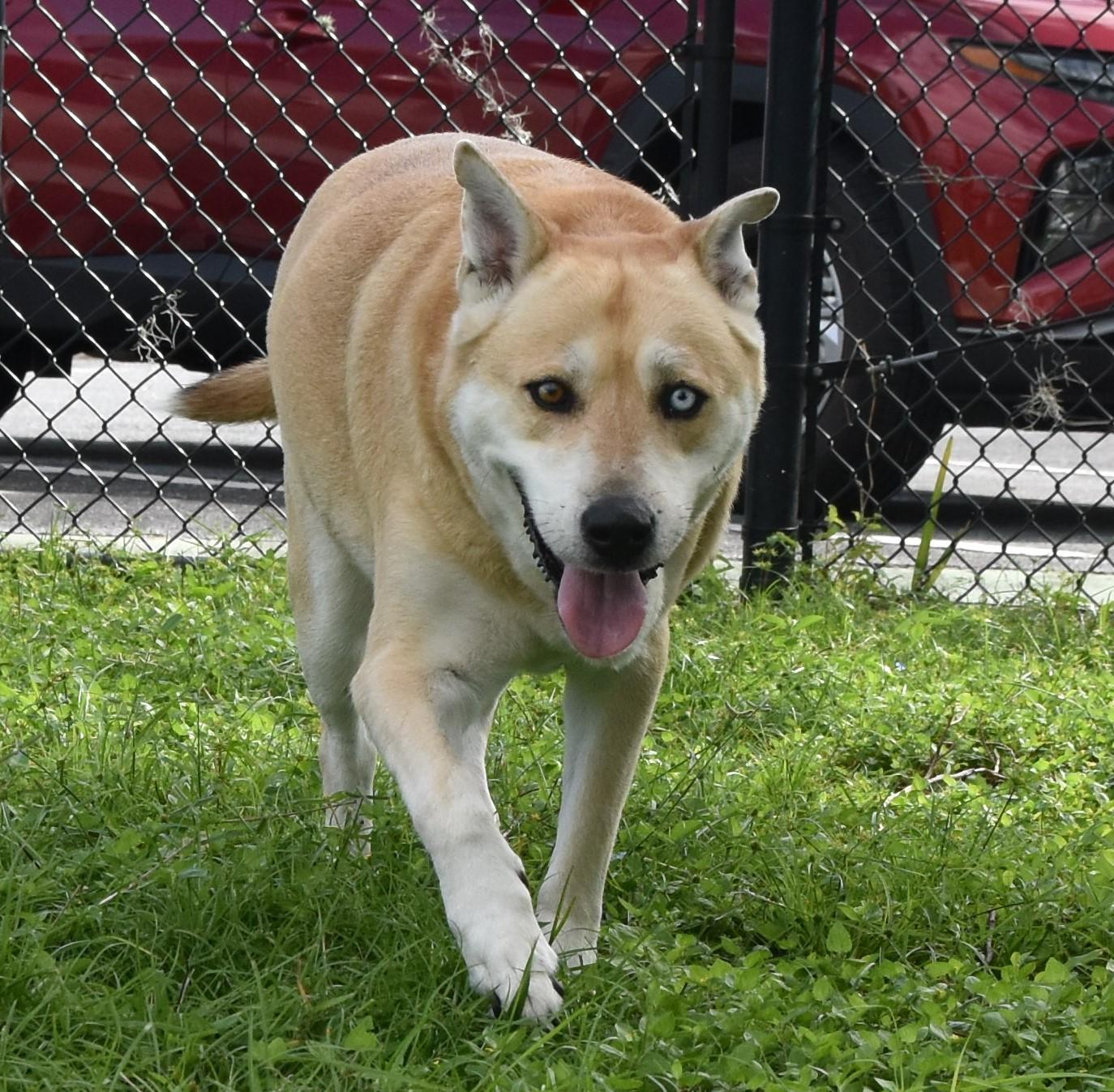 Enlarge Layla, a ADOPTABLE mixed breed in Inverness, FL image 3/4