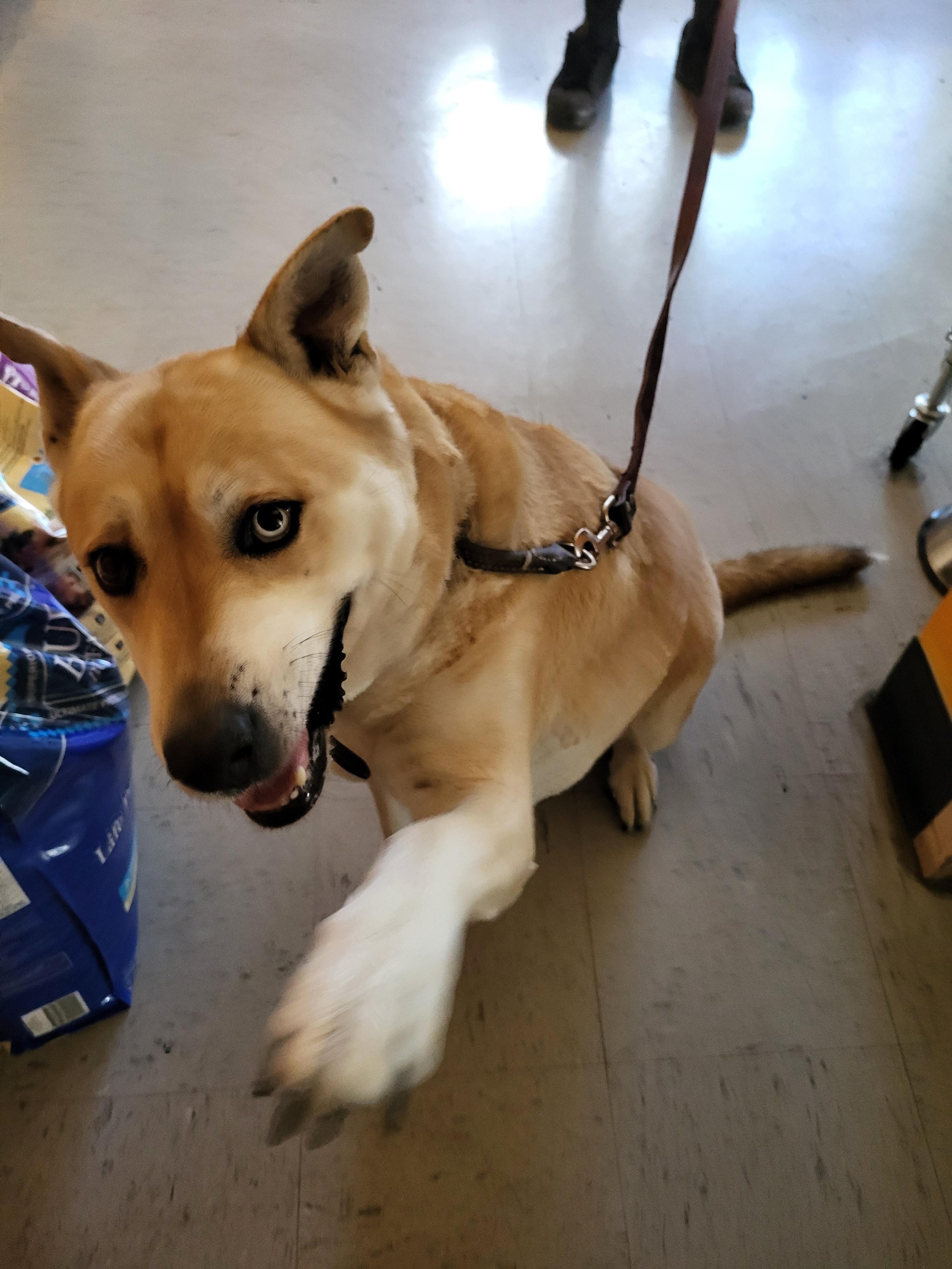 Enlarge Layla, a ADOPTABLE mixed breed in Inverness, FL image 4/4