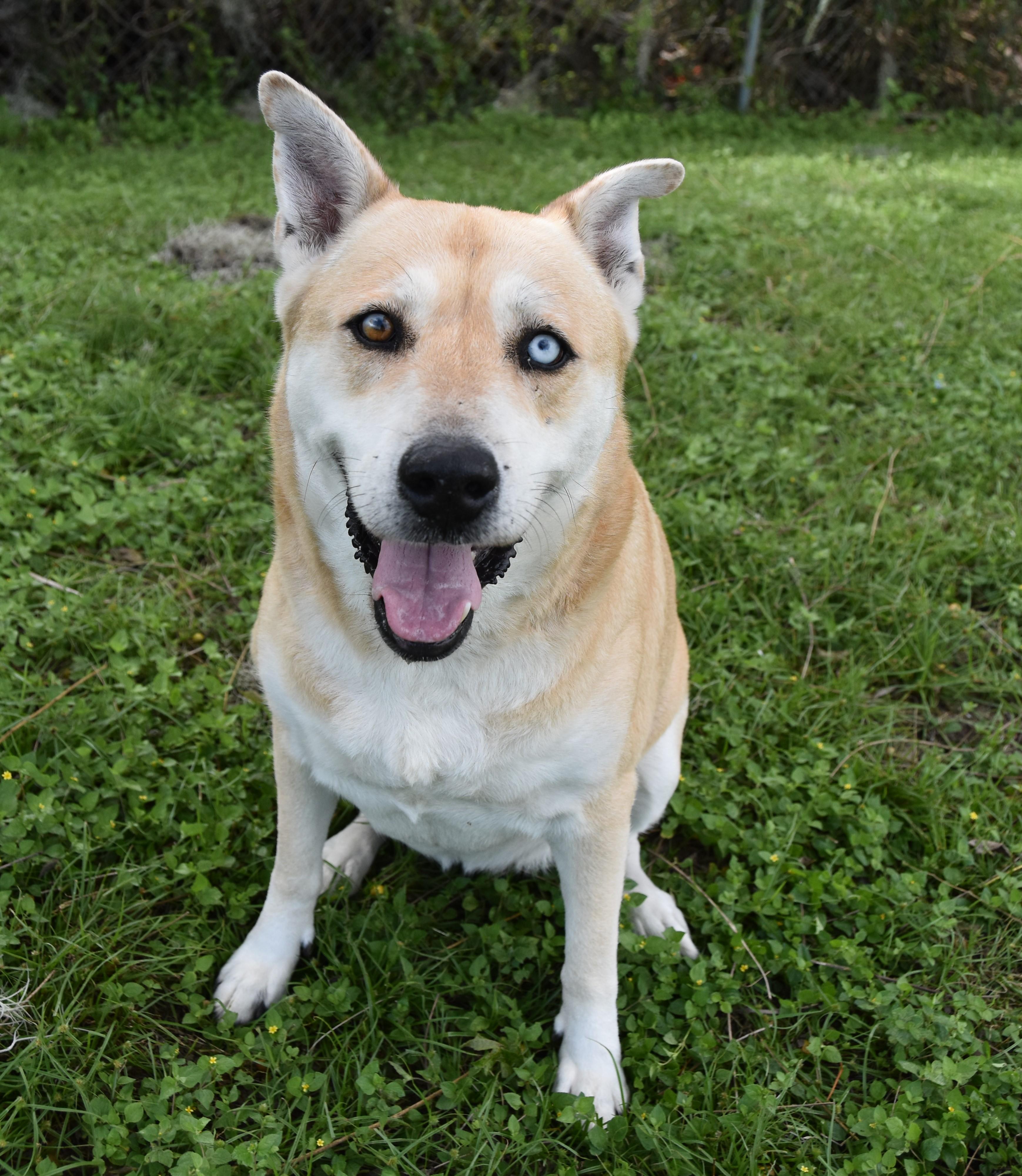 Layla, ADOPTABLE, Adult Female Siberian Husky & Australian Cattle Dog / Blue Heeler.