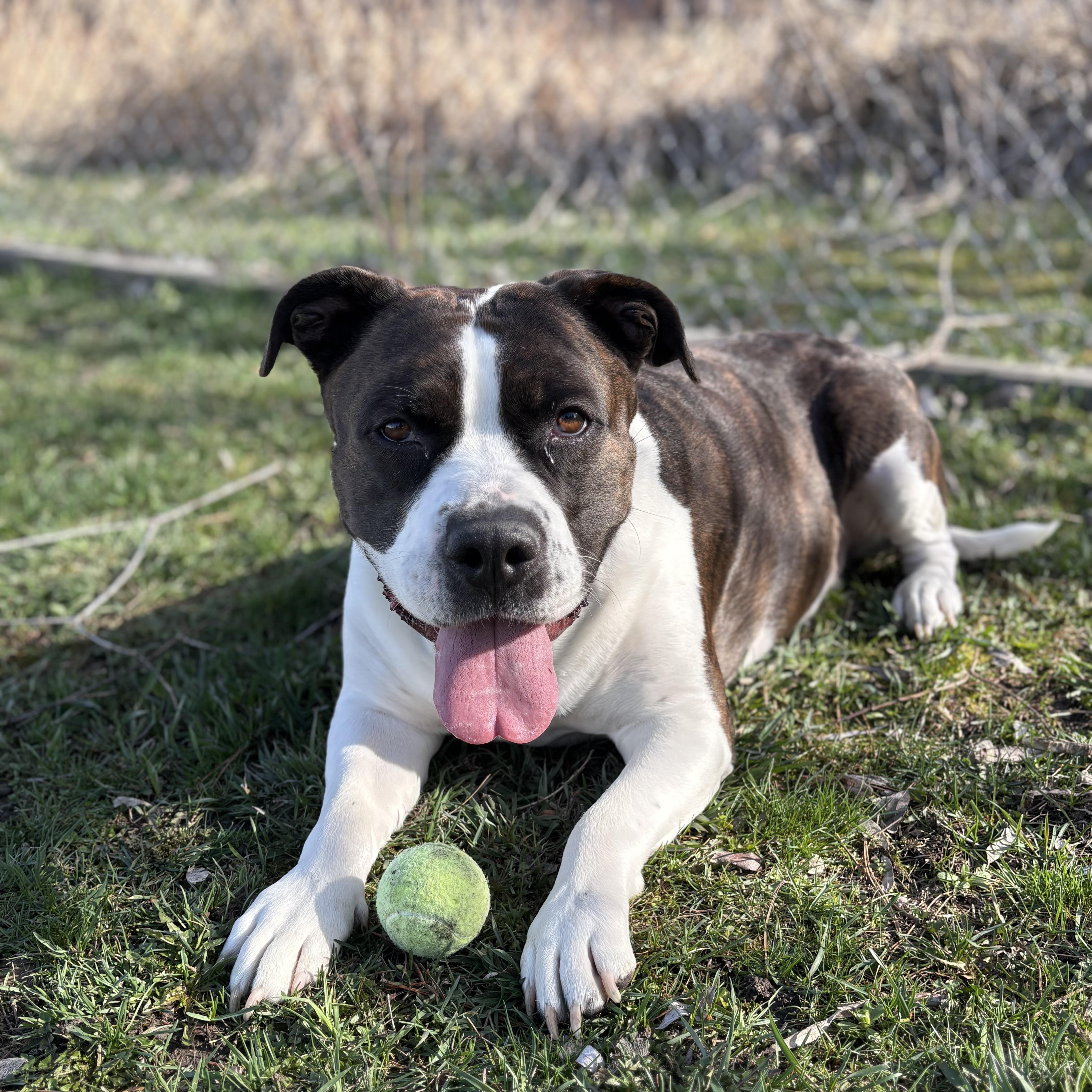 Enlarge Wallaby, a Adoptable mixed breed in Moscow, ID image 4/6