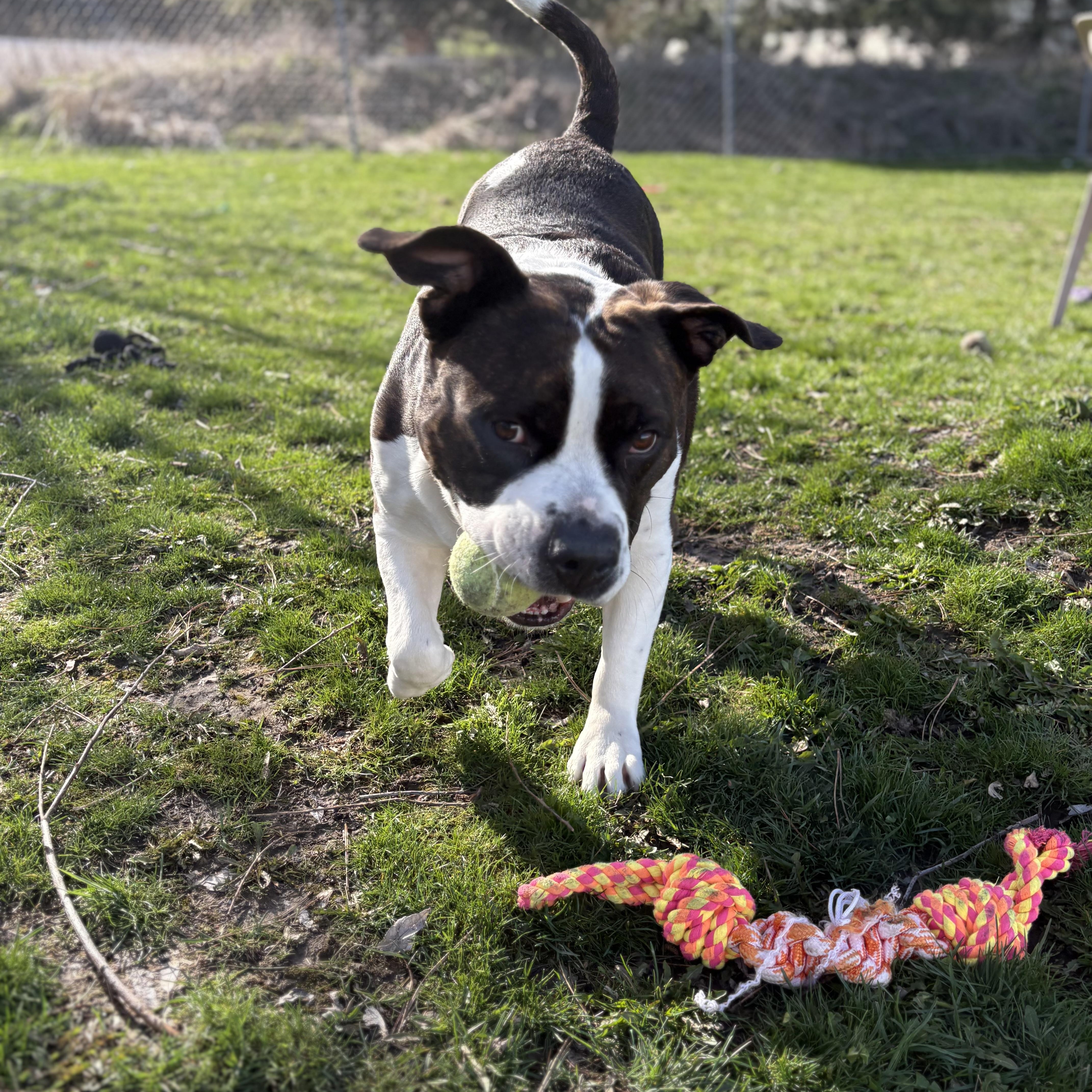 Enlarge Wallaby, a Adoptable mixed breed in Moscow, ID image 3/6