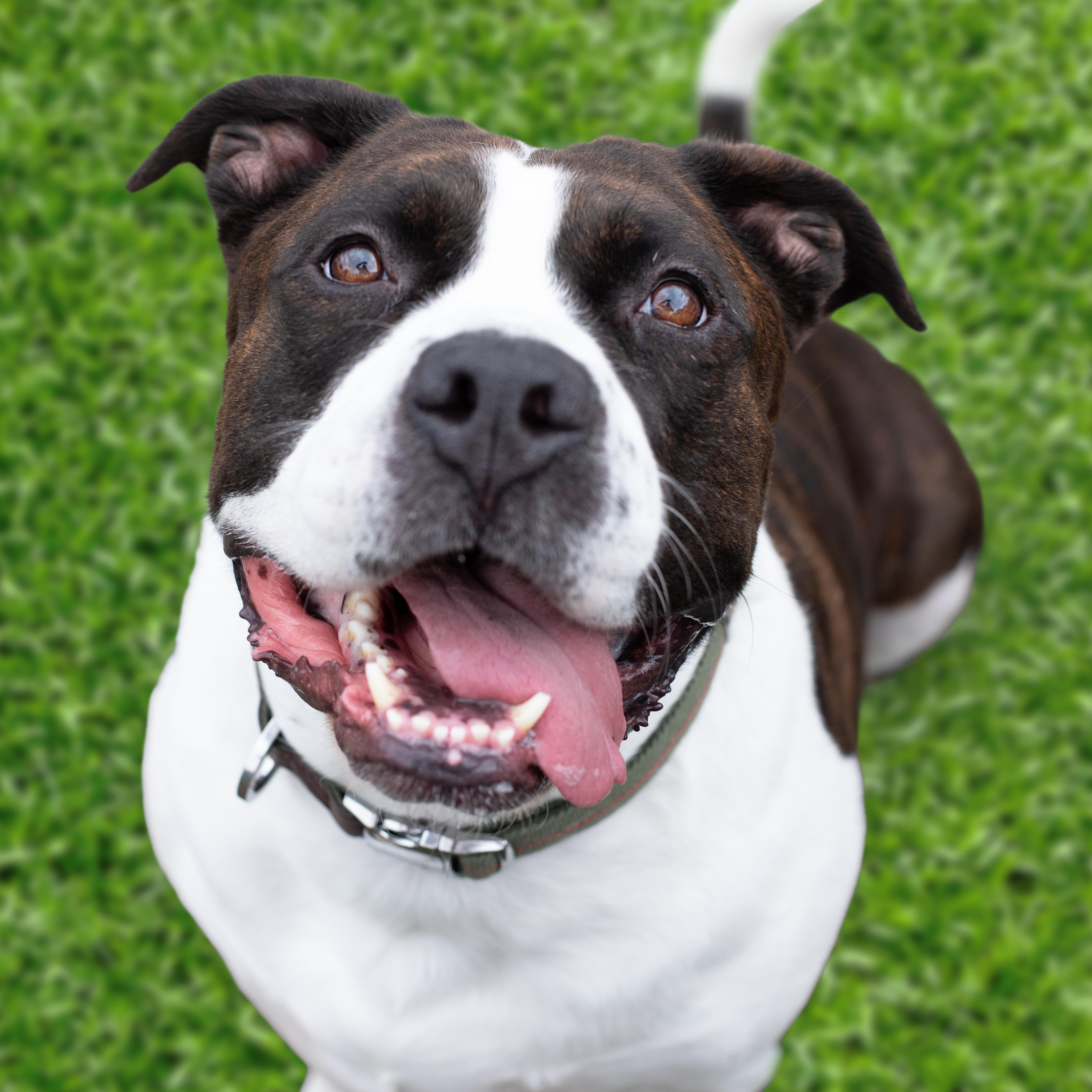 Wallaby, Adoptable, Adult Male Mixed Breed.