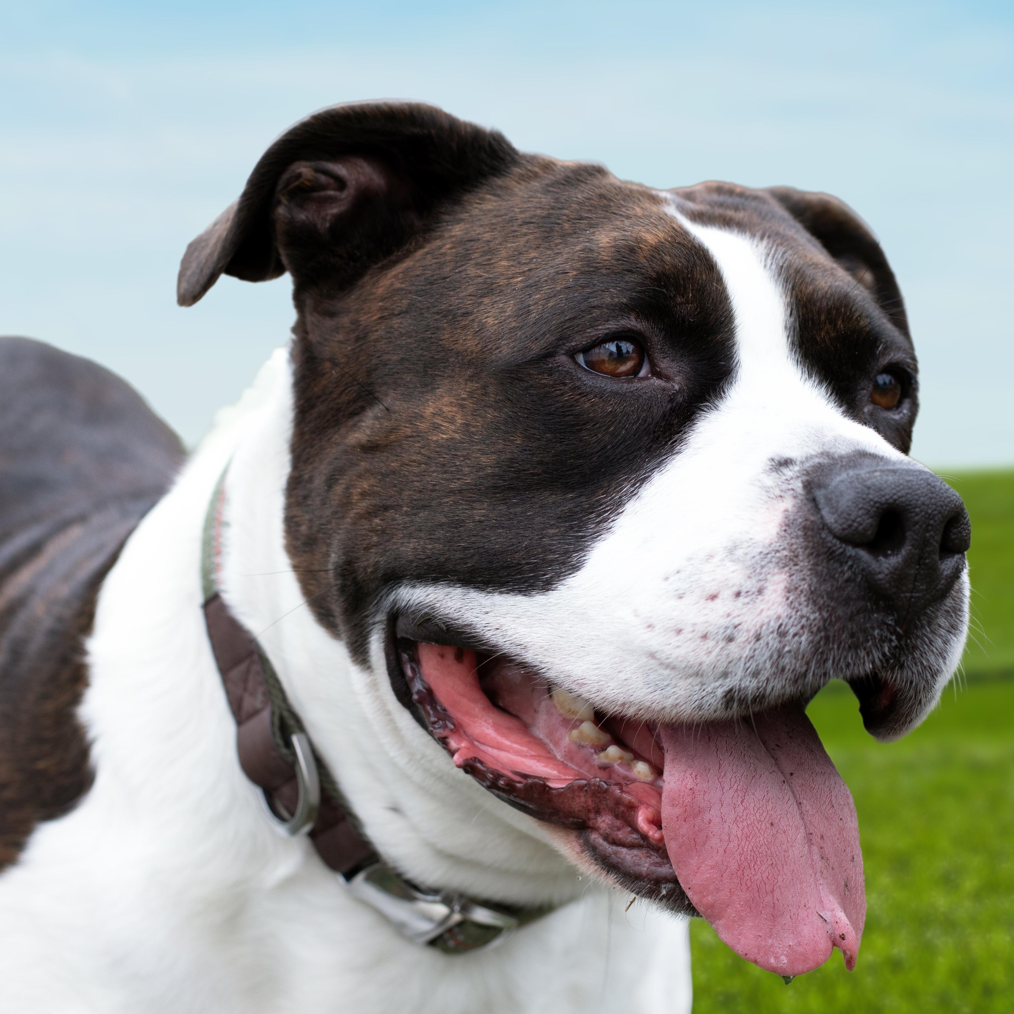 Enlarge Wallaby, a Adoptable mixed breed in Moscow, ID image 2/6