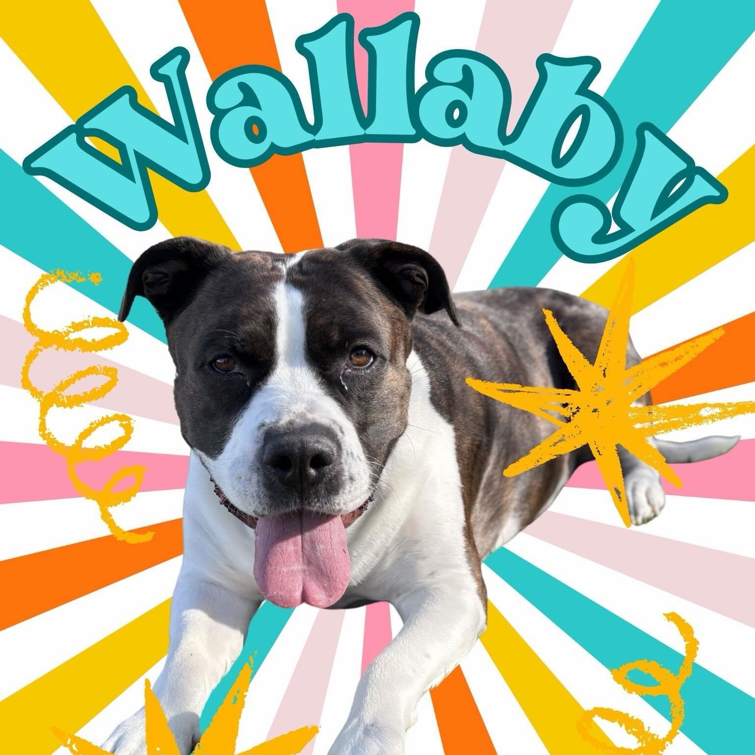 Wallaby, Adoptable, Adult Male Mixed Breed.