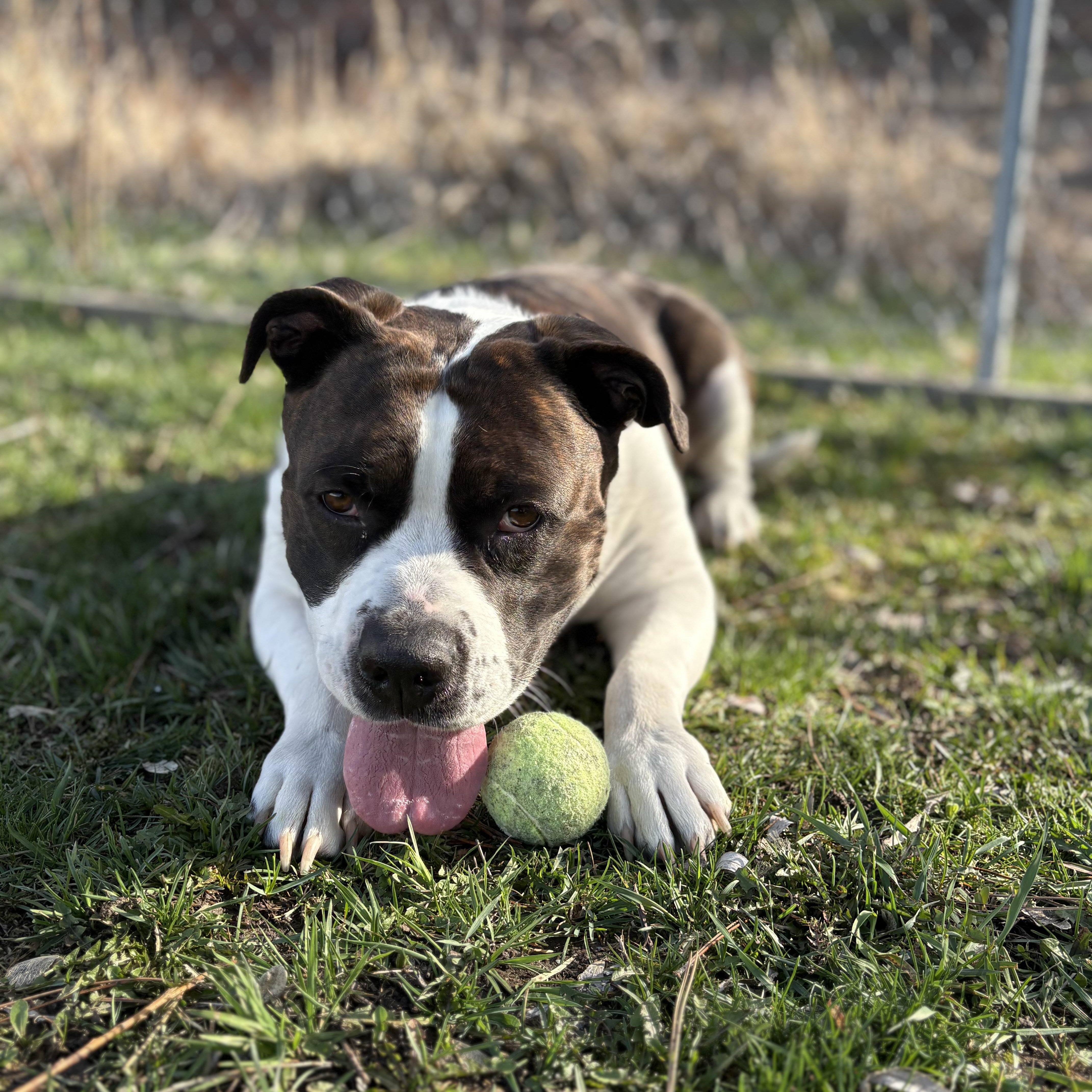 Enlarge Wallaby, a Adoptable mixed breed in Moscow, ID image 5/6
