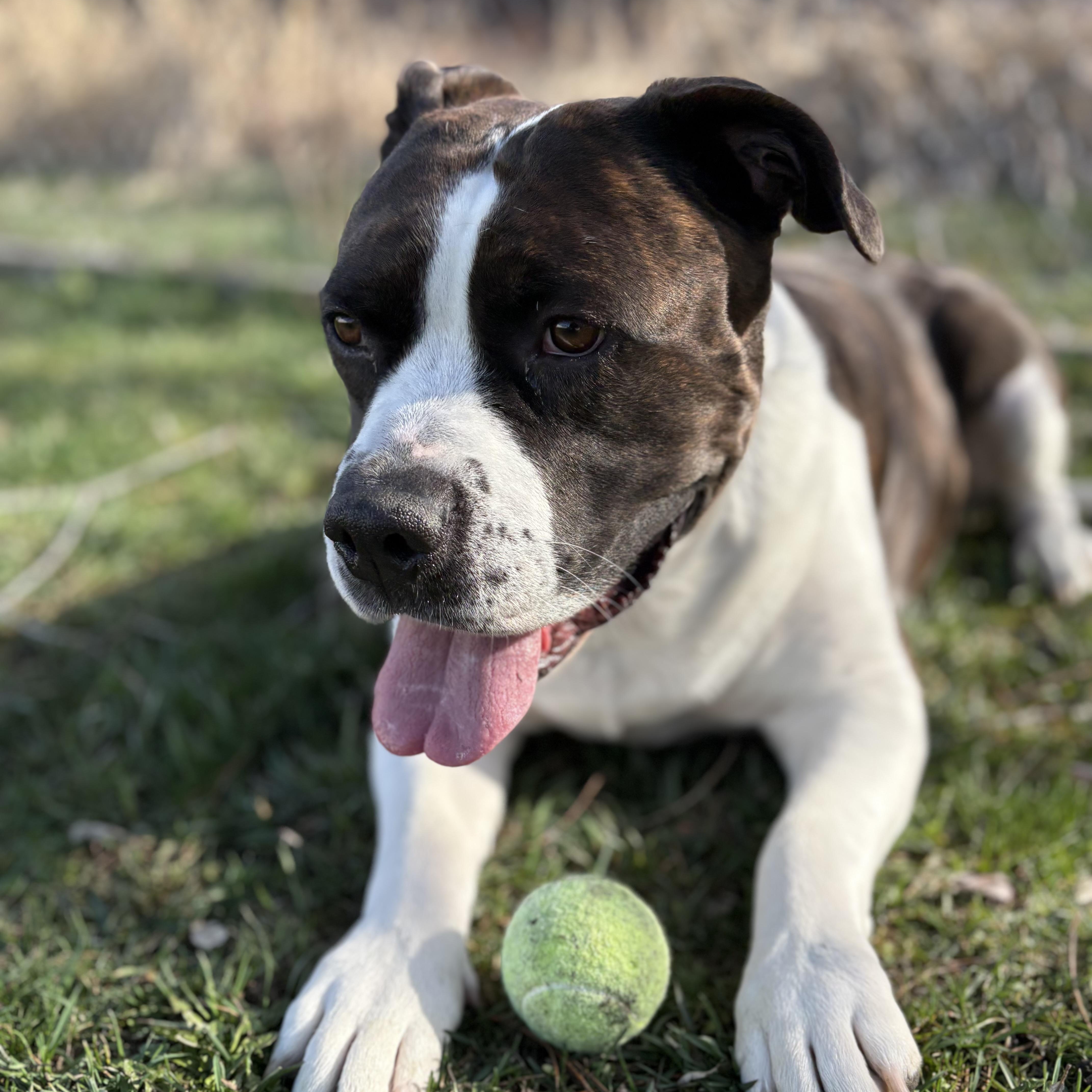 Enlarge Wallaby, a Adoptable mixed breed in Moscow, ID image 6/6