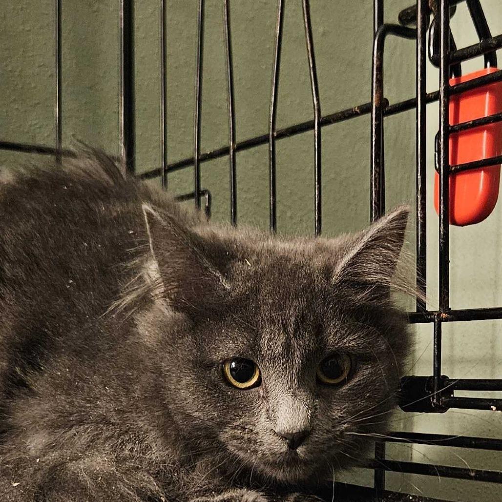 Enlarge Miss Ashley CI 1, a Adoptable Domestic Medium Hair in Union, MO image 1/1