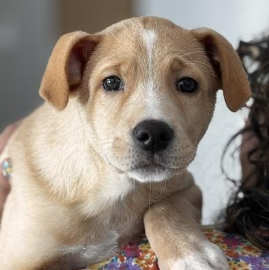 Caramelo, an adoption pending mixed breed in Woburn, MA image 1/5