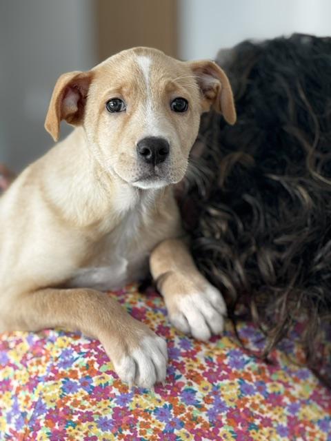 Caramelo, an adoption pending mixed breed in Woburn, MA image 3/5